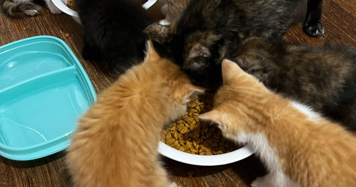Kittens for 15 in Lubbock, TX For Sale & Free — Nextdoor