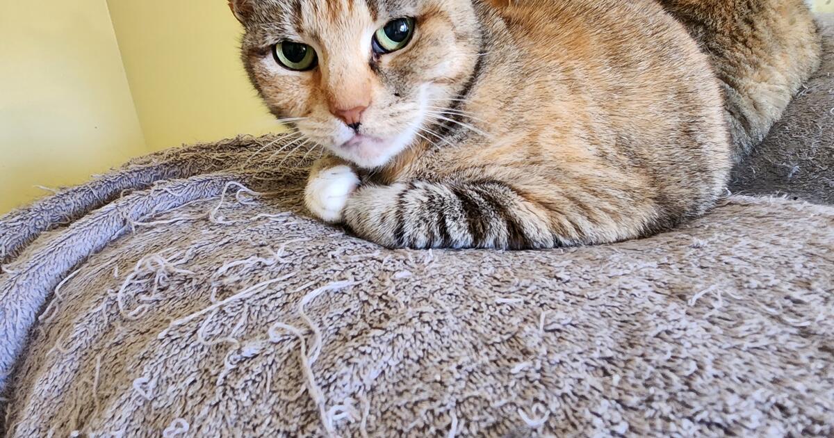 CATS AND KITTENS AVAILABLE FOR ADOPTION for Free in Greenville, SC