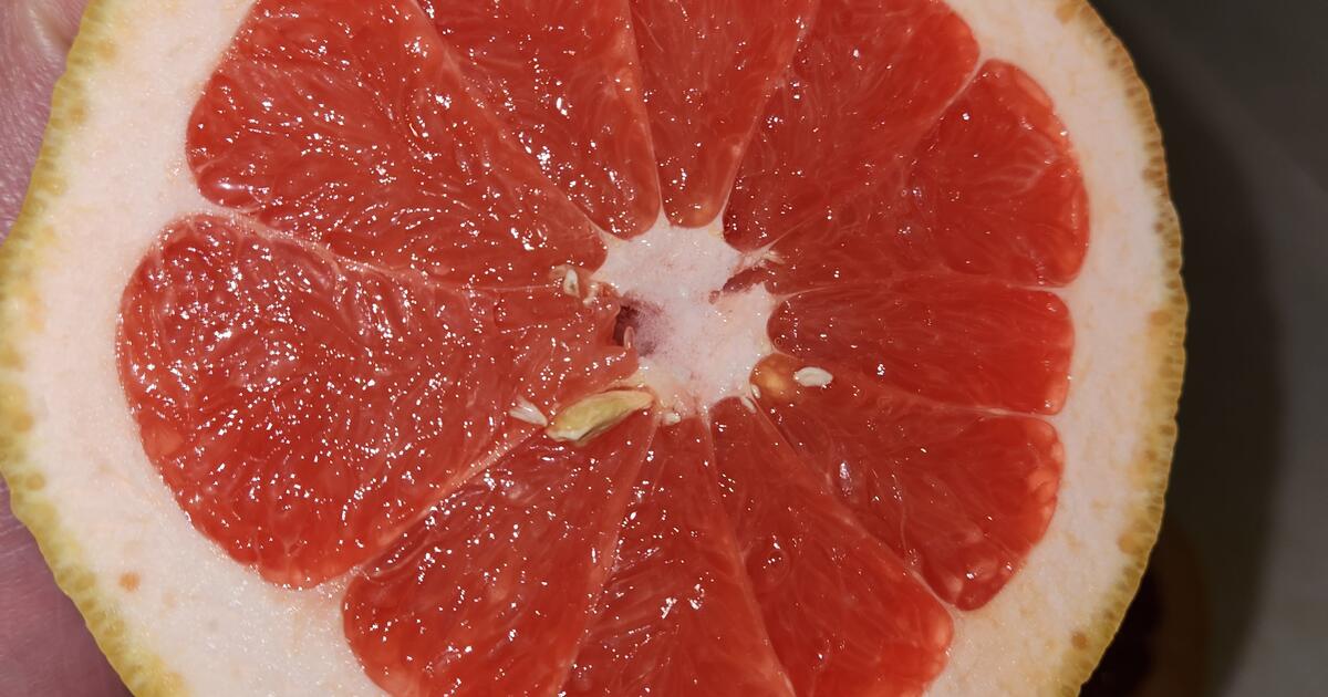Red/pink grapefruit for Free in Phoenix, AZ For Sale & Free — Nextdoor