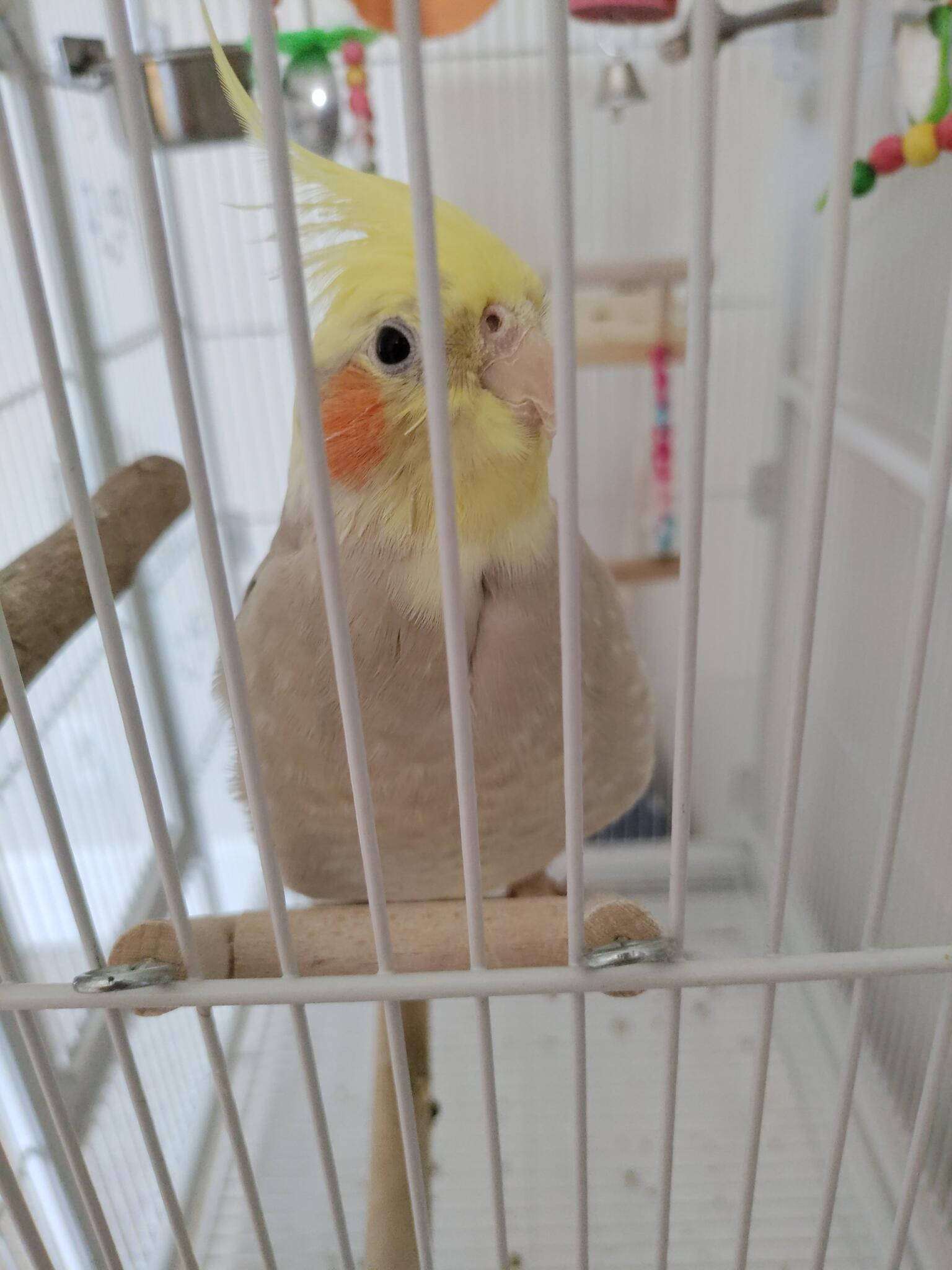 Cockatiel For Rehome As Soon As Today Only