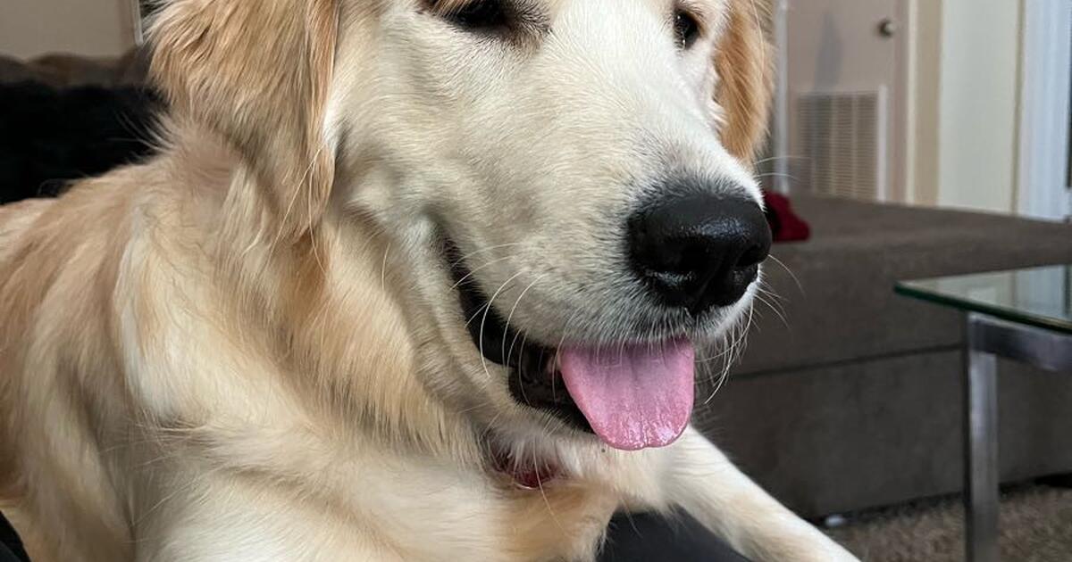 Golden Retriever for Sale in Chattanooga, TN Finds — Nextdoor