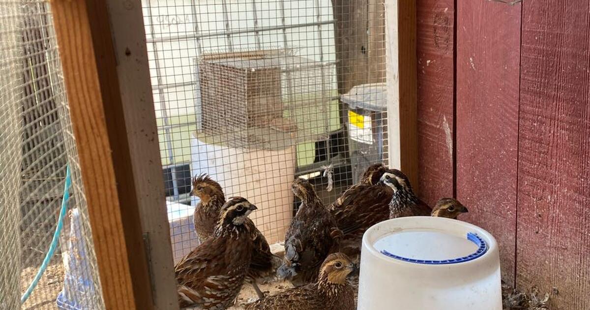 Quails for Sale for 3 in Visalia, CA For Sale & Free — Nextdoor