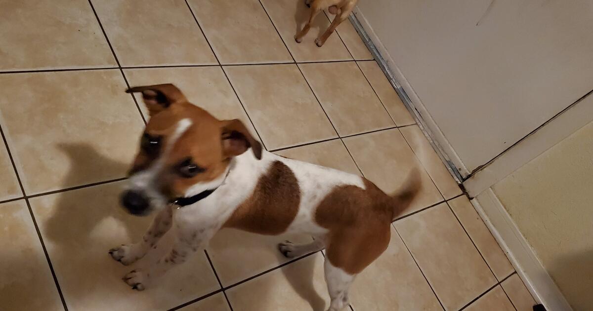 Free Puppy for Free in Baytown, TX For Sale & Free — Nextdoor