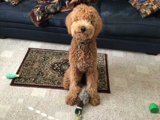 Greystone kennels online