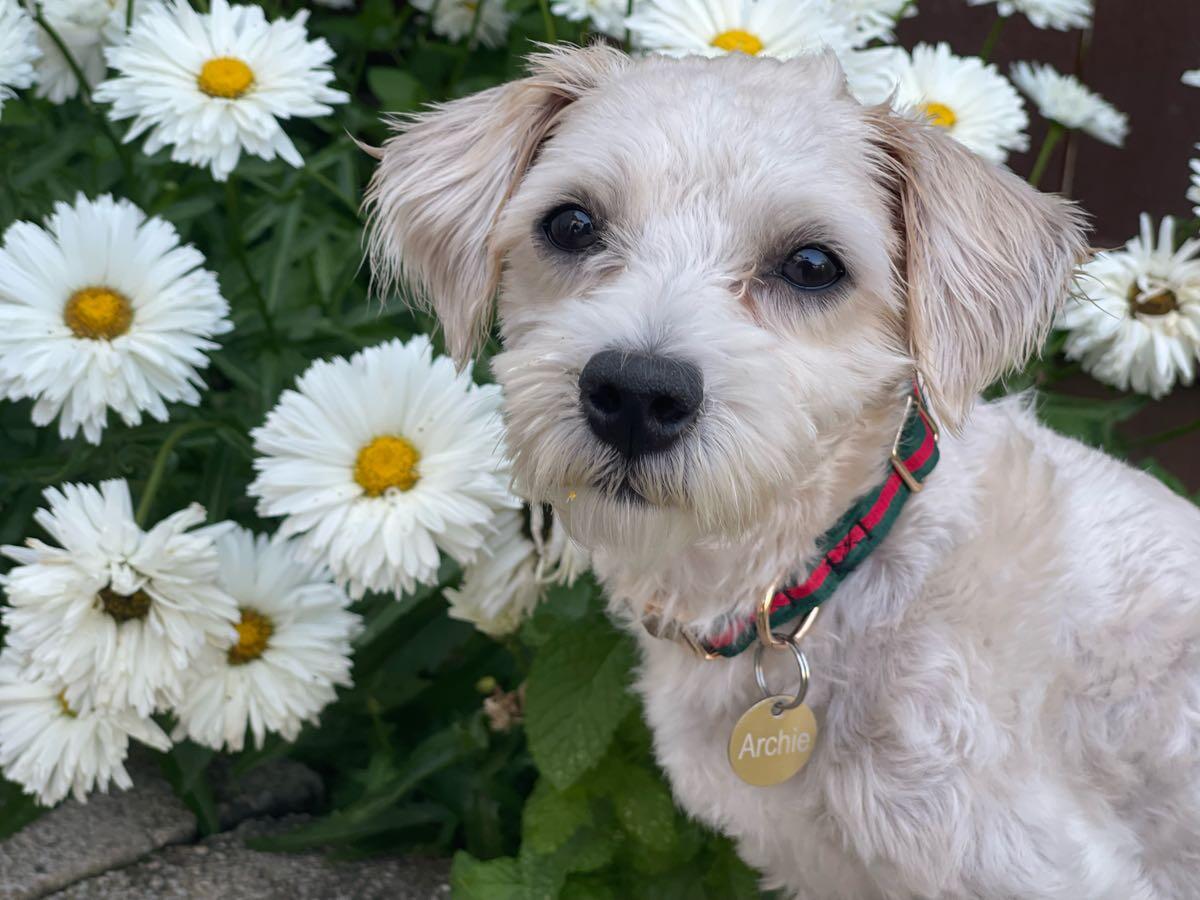 【Happy DOG】 zx4405_02_95.jpg?quality=80&