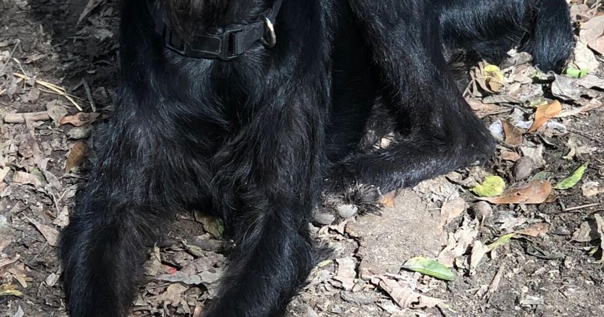 Free female Doberman poodle mix for Free in Atlanta, GA For Sale