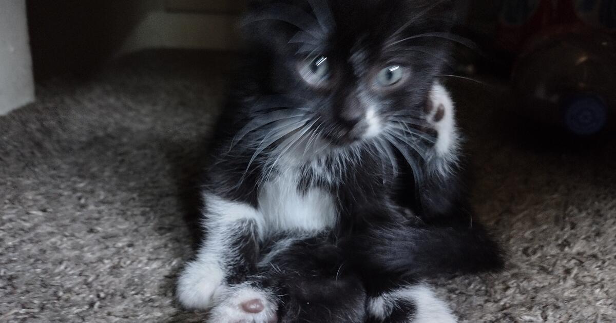 Kittens for 20 in Grand Rapids, MI For Sale & Free — Nextdoor