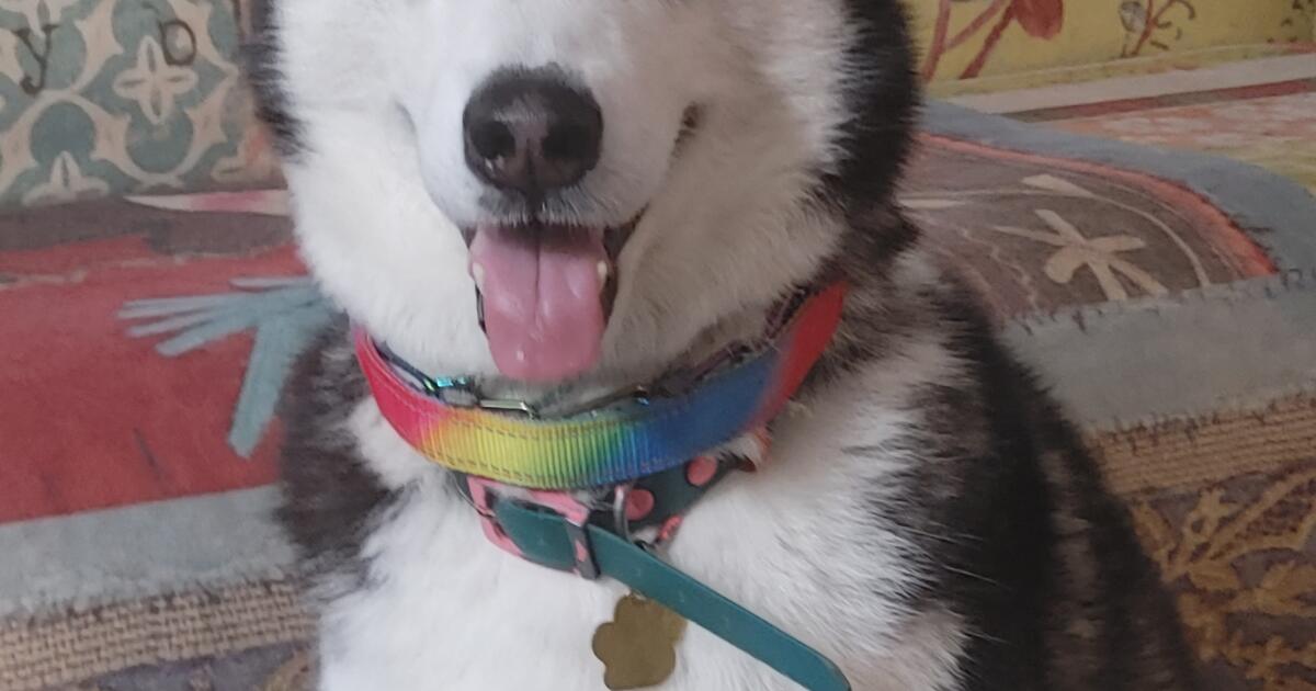 Rehoming a husky for Free in Houston, TX For Sale & Free — Nextdoor