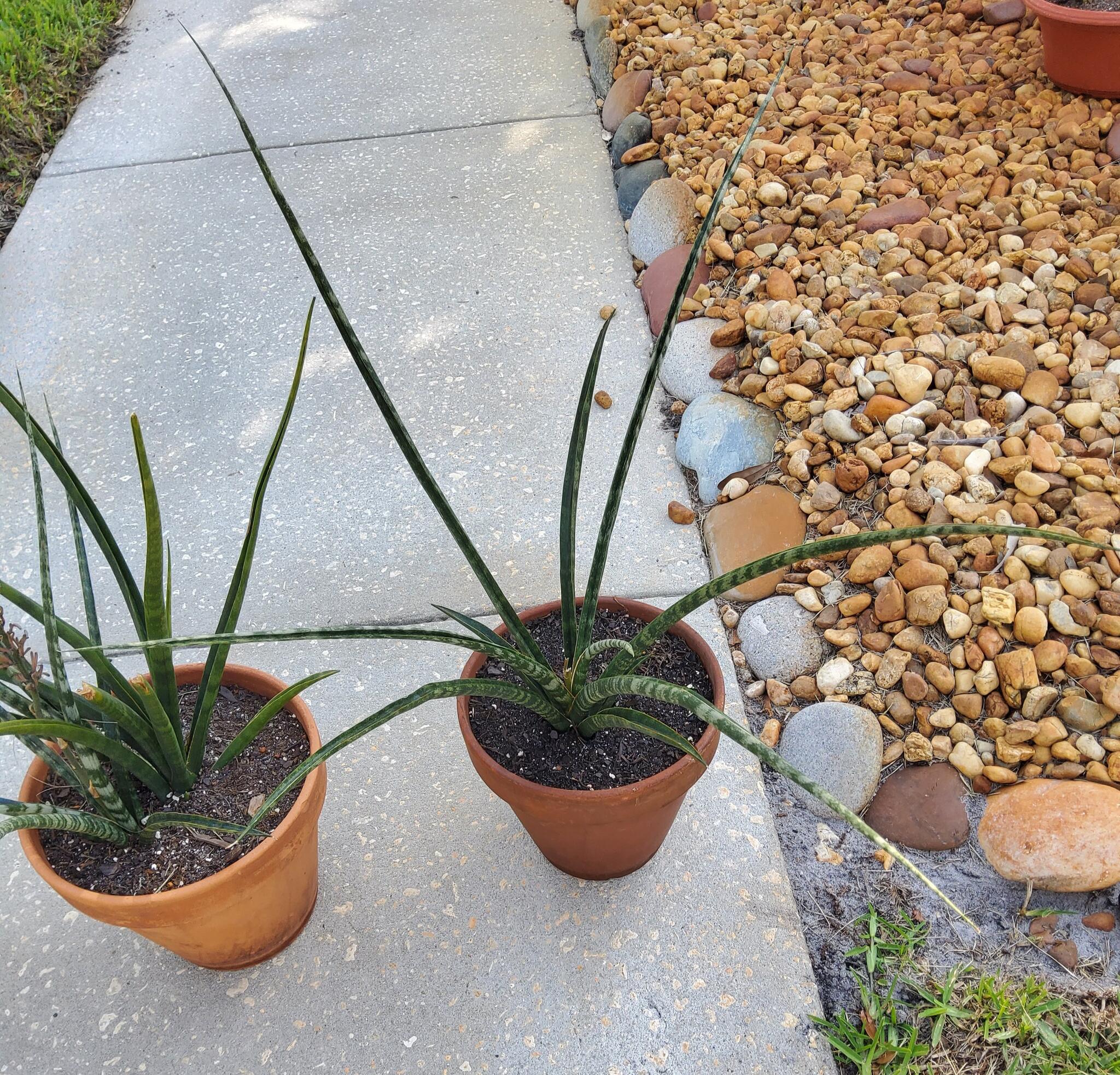 Crocodile Rock Snake Plant, Sansevieria For $15 In Palm Harbor, FL | For  Sale & Free  Nextdoor