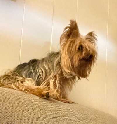 Lakewood Mobile Pet Grooming Nextdoor