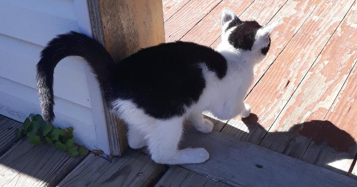 Kitten for Free in Chicago, IL For Sale & Free — Nextdoor