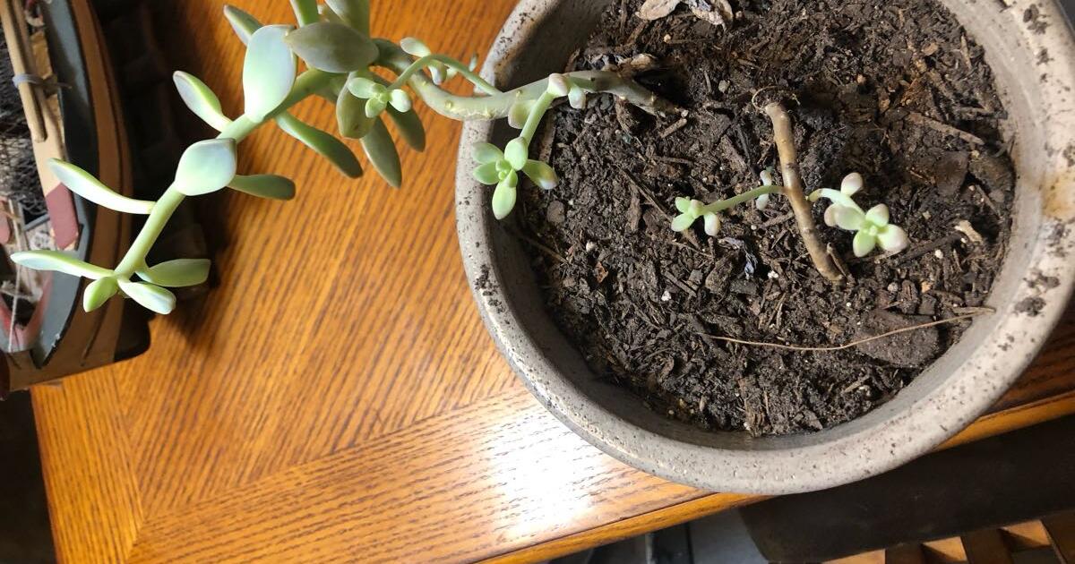 Succulent plant for 10 in Carolina Shores, NC Finds — Nextdoor