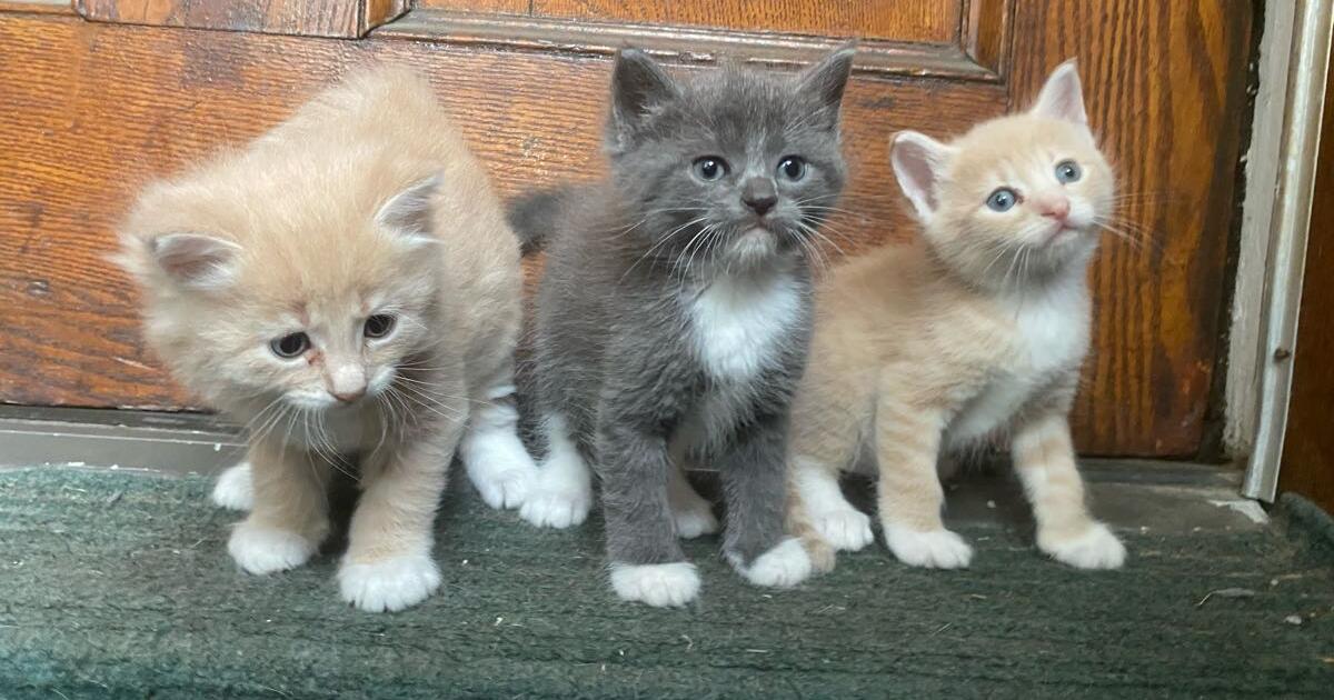FREE Kittens No Charge In Need Of A New Home For Free In Chicago IL FREE Kittens No Charge In Need Of A New Home For Free In Chicago IL