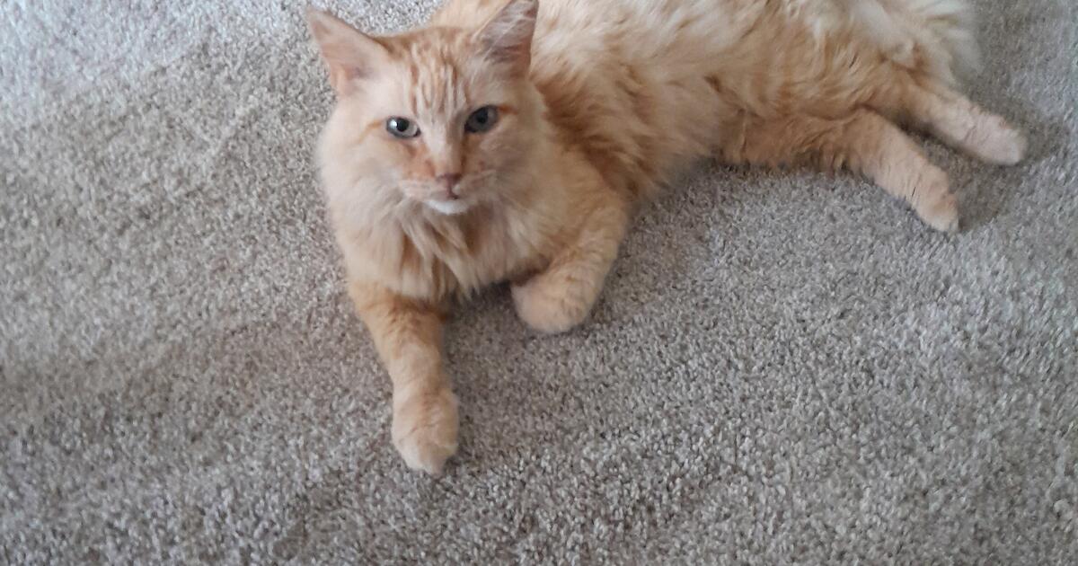 Free Cats for Free in Simpsonville, SC For Sale & Free — Nextdoor