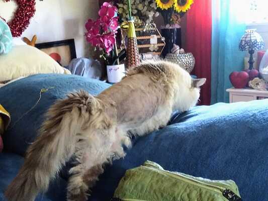 Bonnie's grooming 2024