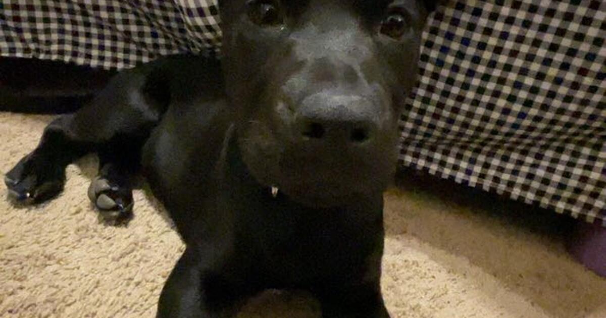 3 month old black labrador mix for 80 in Henderson, NV Finds — Nextdoor