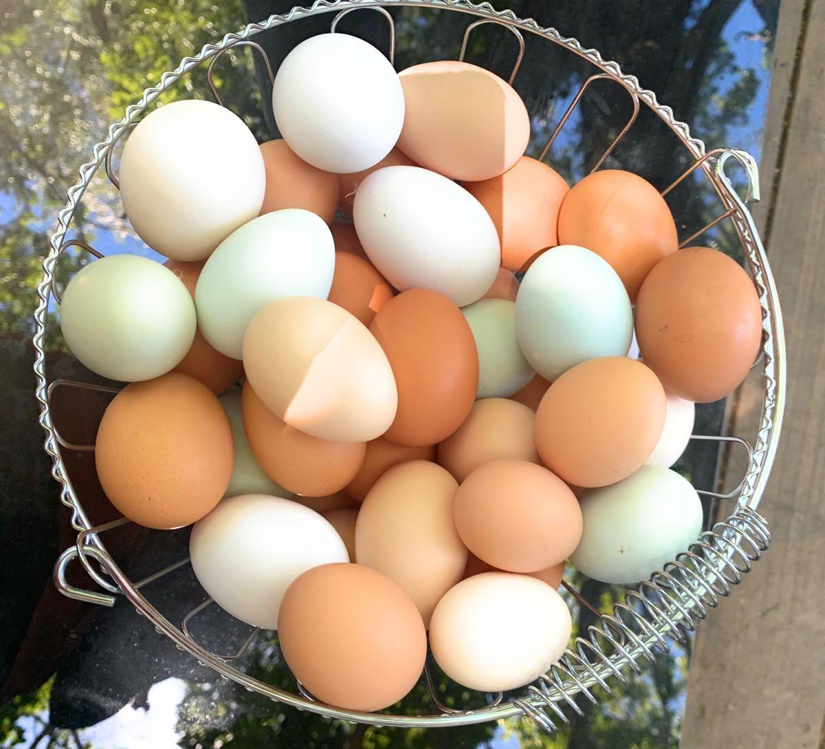 Farm Fresh Organic Eggs for 7 in Fairfield, CA For Sale & Free