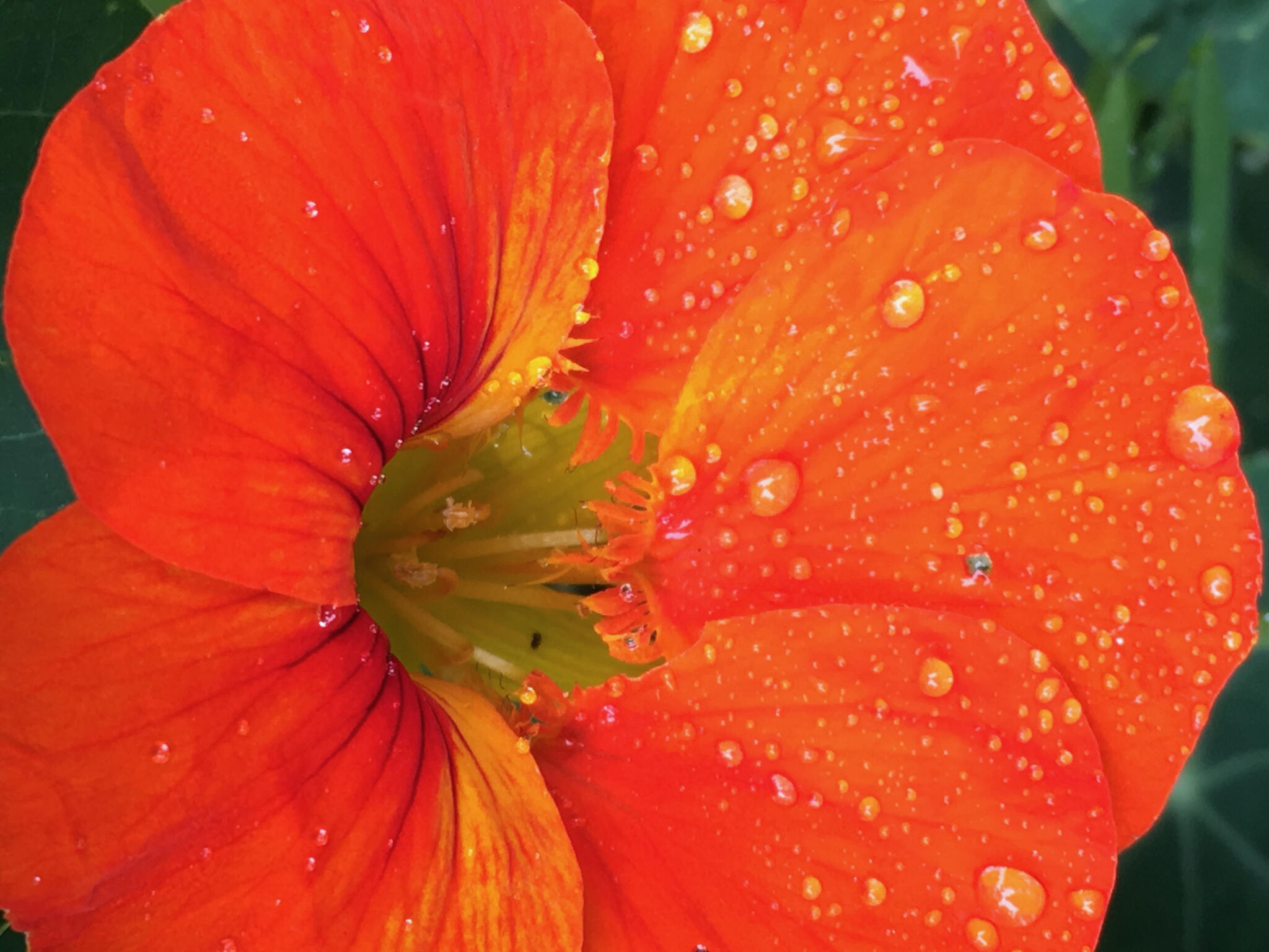 Request Your FREE Calendar Today (SF Water, Power, Sewer (SFPUC