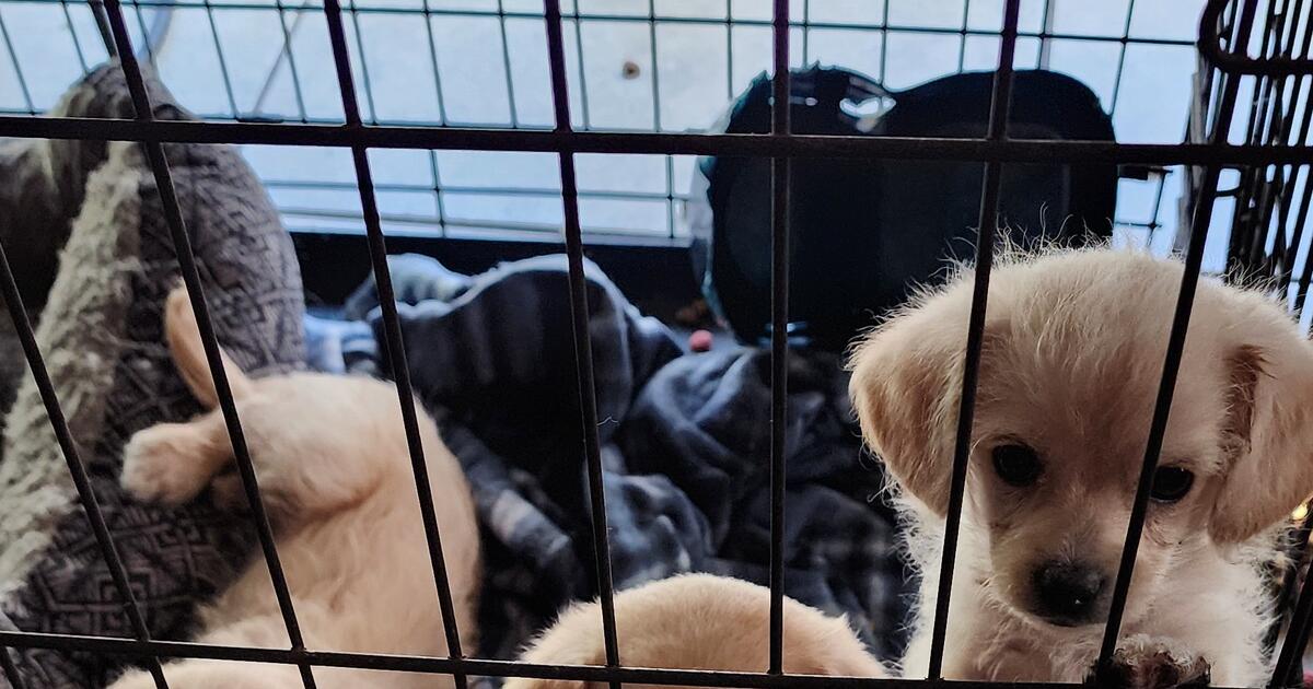 Free Puppies In Fresno