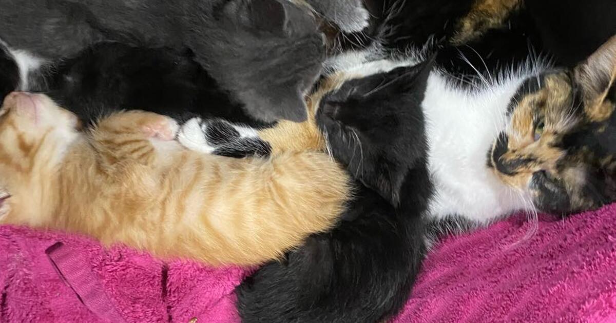 Cuddly kittens ready to rehome for 20 in McAllen, TX For Sale & Free