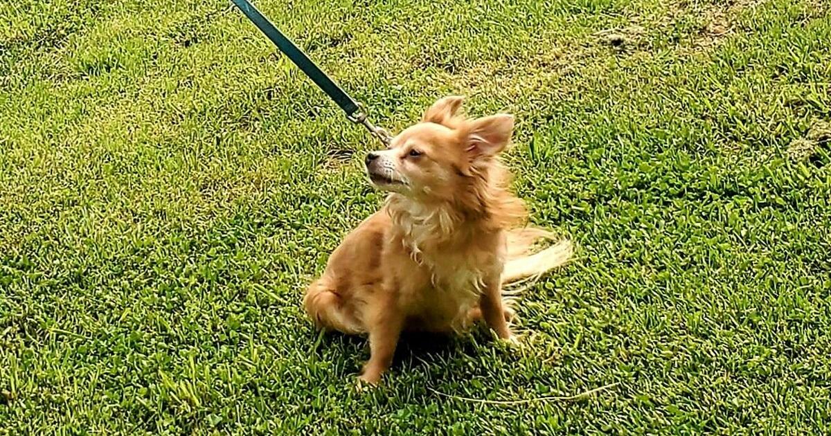 free Dog to good home for Free in Hagerstown, MD Finds — Nextdoor