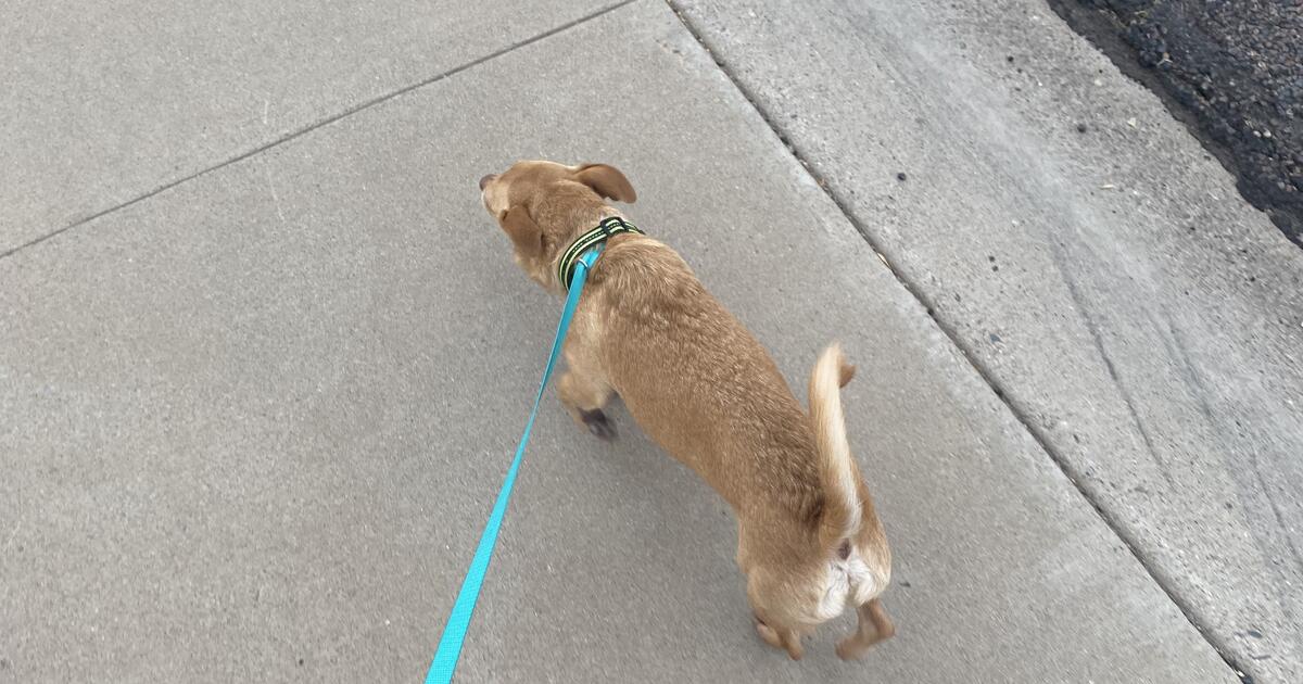 Looking for a new home for my dog for Free in Waddell, AZ For Sale & Free — Nextdoor