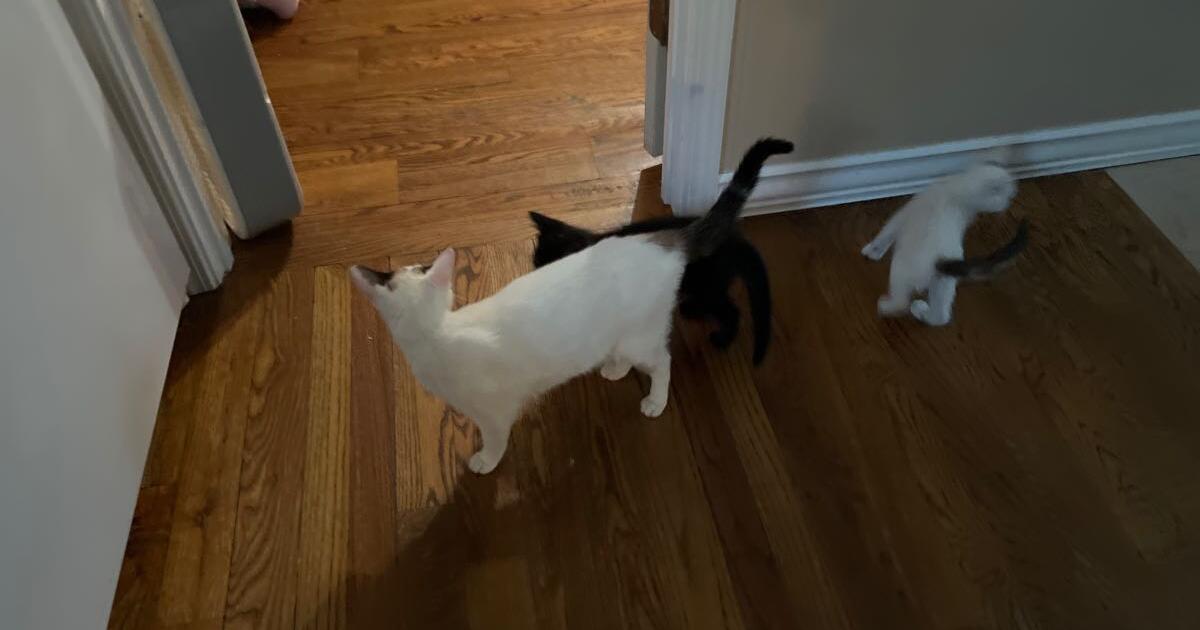 2 kittens & Adult Female Cat for Free in Crossville, TN For Sale