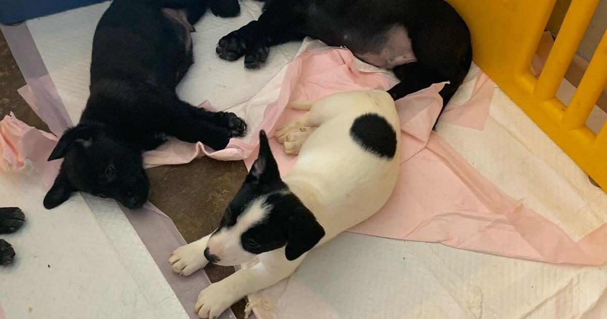 Puppies for Free in Edmond, OK For Sale & Free — Nextdoor