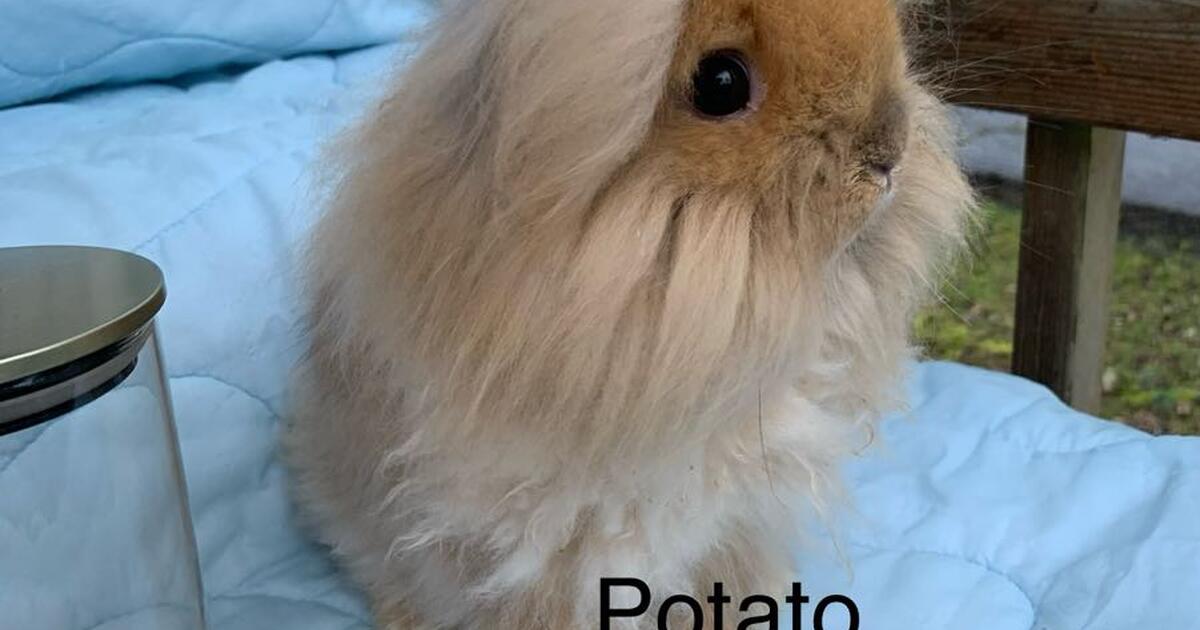 Lionhead Angora Dwarf Bunnies for $20 in Cornelius, OR | For Sale ...