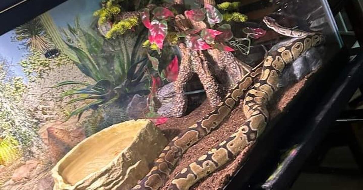 2 Ball Pythons And Set Up for $280 in Indianapolis, IN | For Sale ...