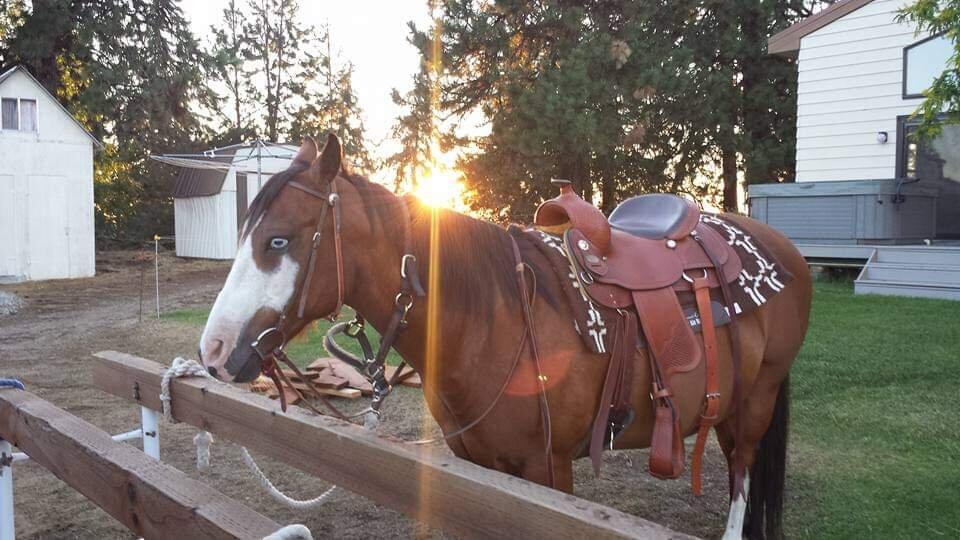 Horse for Free in Rathdrum, ID For Sale & Free — Nextdoor