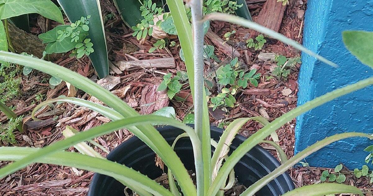 Mini Pineapple Plants for 20 in Port St. Lucie, FL For Sale & Free