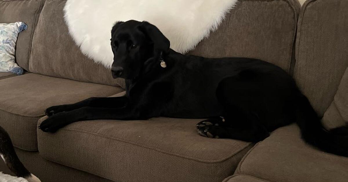 Mixed lab Bernedoodle. Beautiful boy. for Free in Jackson, CA For