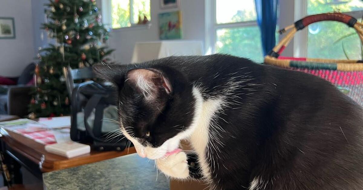 6 month old cat for Free in McKinleyville, CA For Sale & Free — Nextdoor