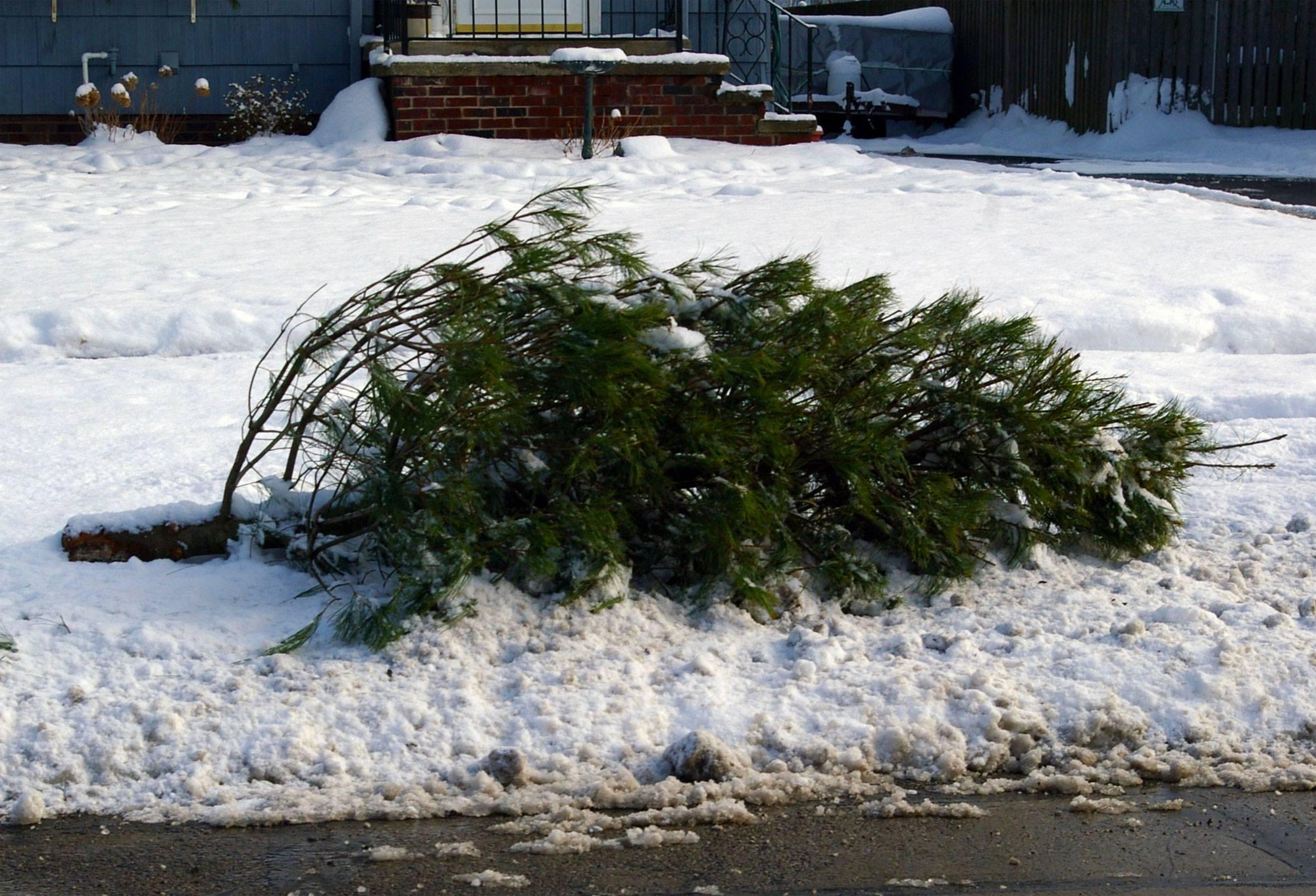 CITY OF ANKENY OFFERS CHRISTMAS TREE PICKUP (City of Ankeny) — Nextdoor