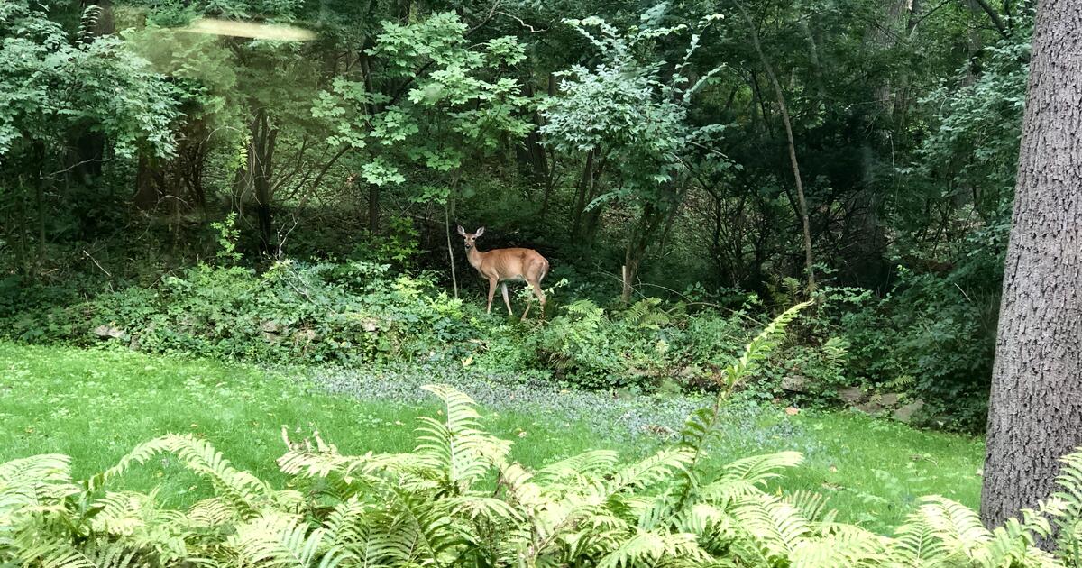 Available now, recently remodeled, a gem in Water Hill for 1800 in Ann