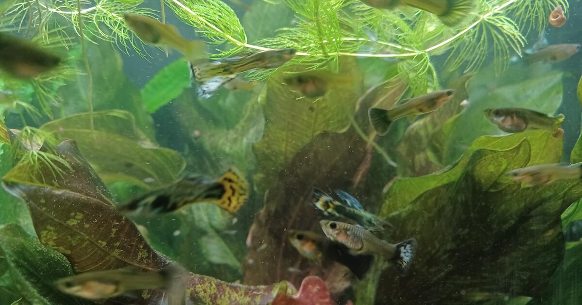 guppies-for-free-in-madison-wi-for-sale-free-nextdoor