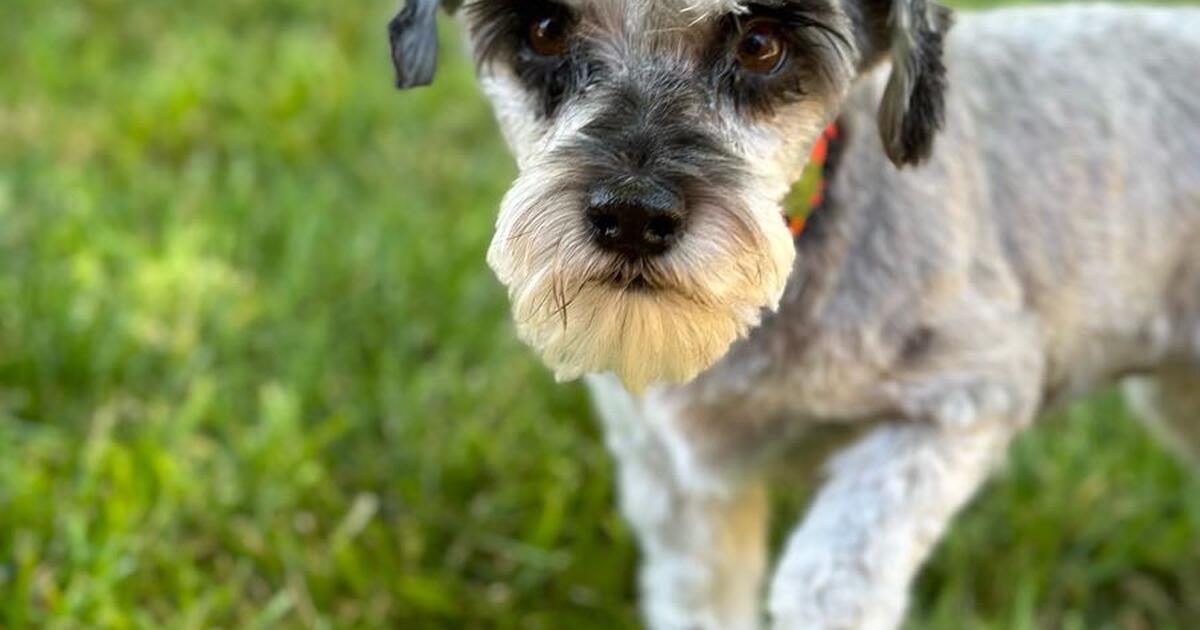 Dog Grooming in St. UT For Sale & Free — Nextdoor