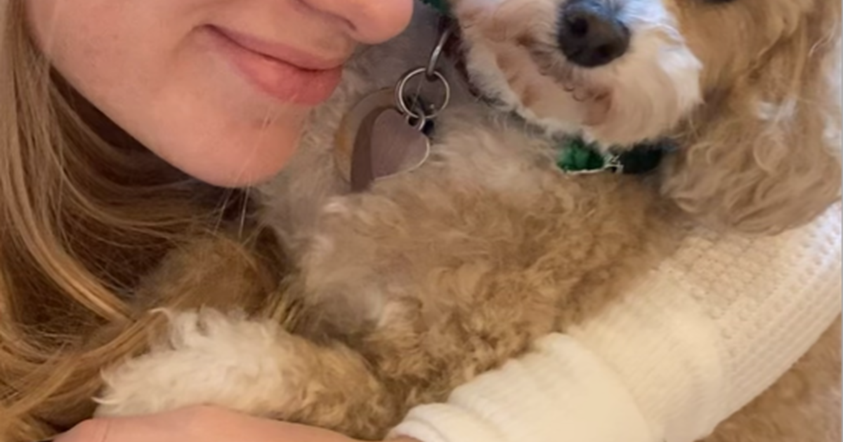 Pet Sitting in Raleigh, NC For Sale & Free — Nextdoor