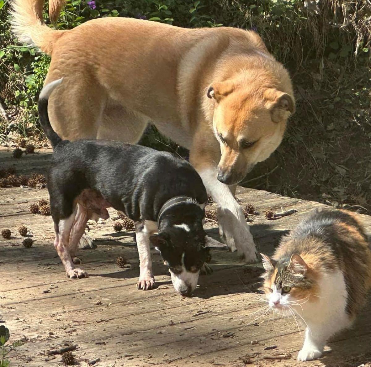 Senior Rat Terrier Mix for Free in Simpsonville, SC For Sale & Free