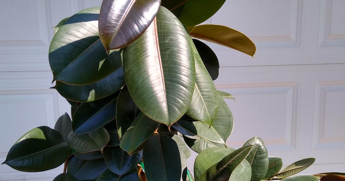 Large LIVE Rubber Tree Plant for 30 in Denton, TX Finds