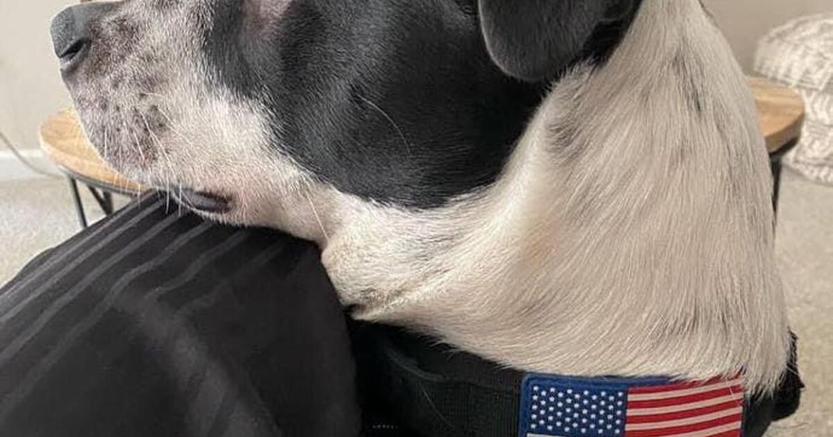 Need To Rehome My Dog By February 20th For 50 In Indian Land SC need-to-rehome-my-dog-by-february-20th-for-50-in-indian-land-sc