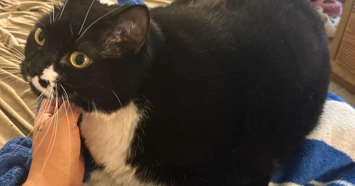 Female Fixed Cat To Good Home For Free In Winston Salem NC Finds 