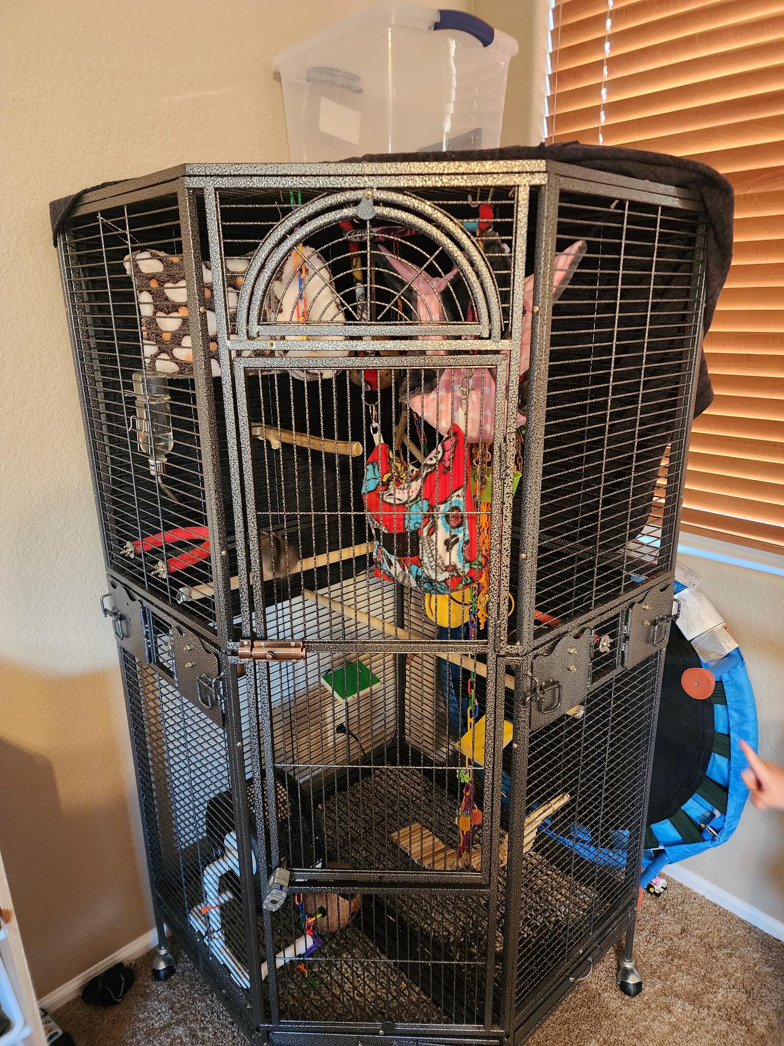 Sugar Gliders for 550 in Queen Creek, AZ For Sale & Free — Nextdoor