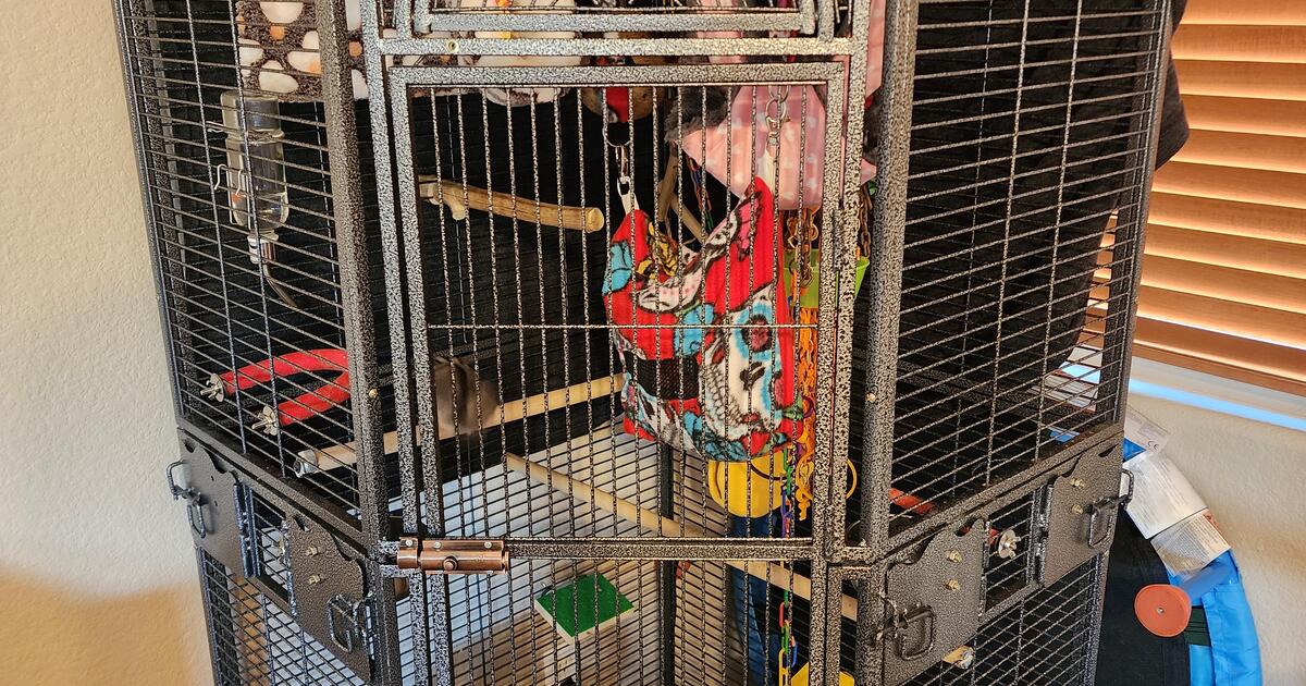 Sugar Gliders for 550 in Queen Creek, AZ For Sale & Free — Nextdoor