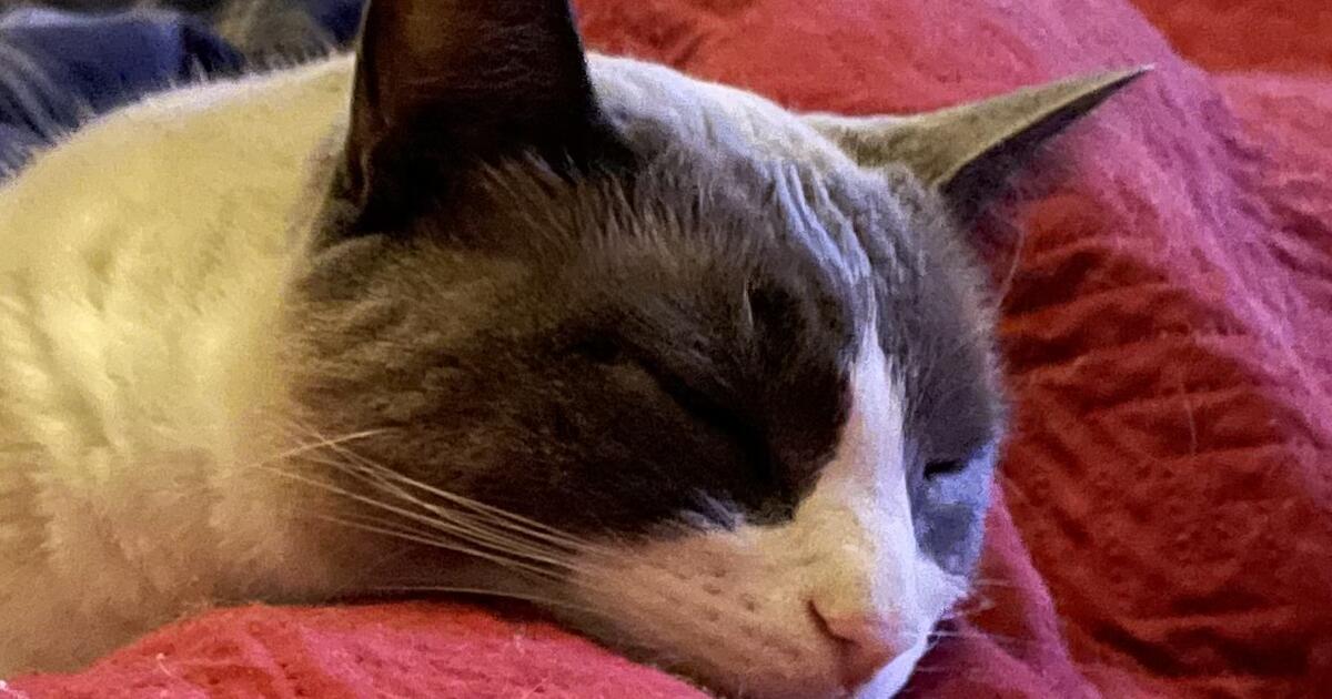 Two 10 year old cats free to a good home for Free in Gardner, MA For