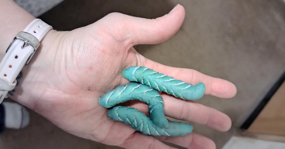 Hornworms for 1 in Gilbertsville, PA For Sale & Free — Nextdoor