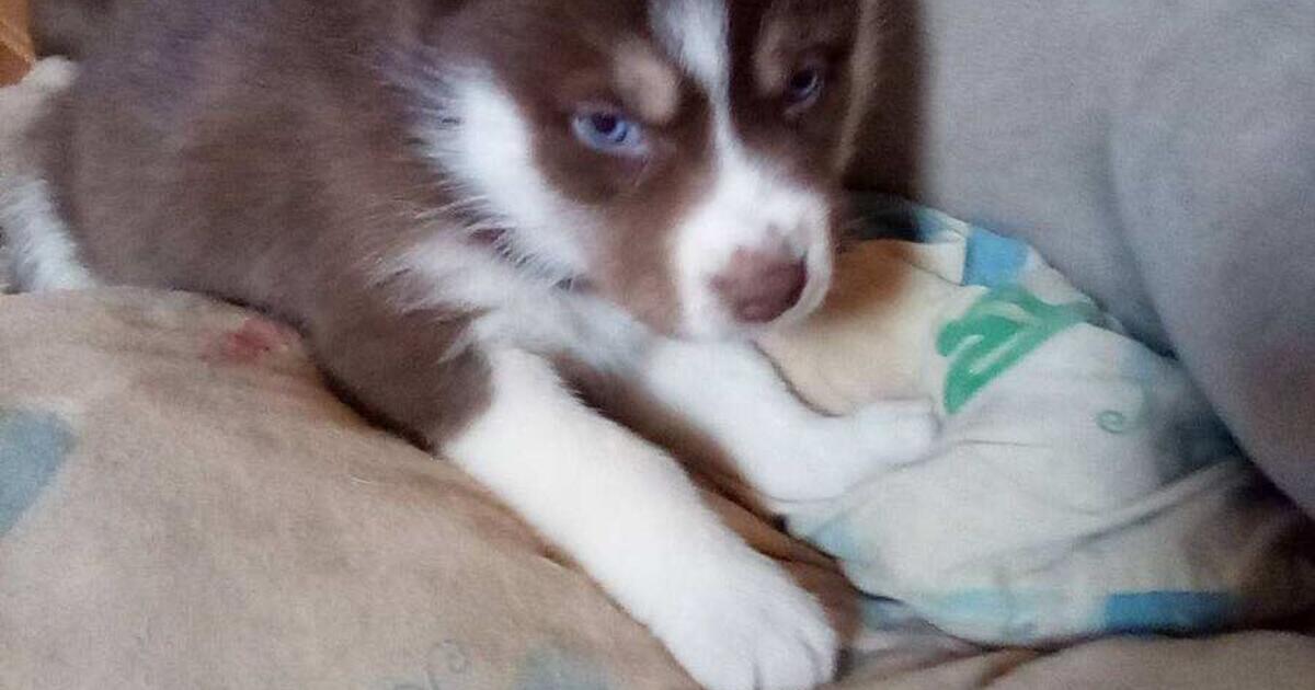 Husky Puppies for sale in Albuquerque, NM For Sale & Free — Nextdoor