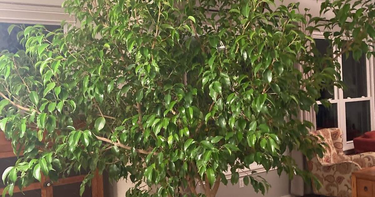 Spectacular FICUS TREE for 100 in Cedar Park, TX For Sale & Free