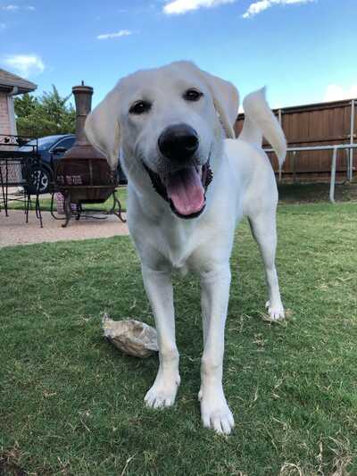 Dog luv shop kennels